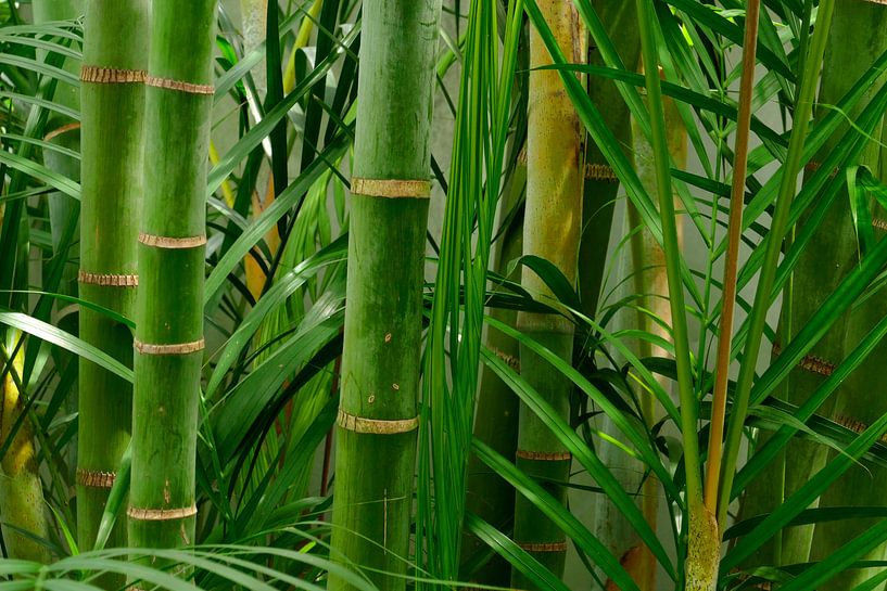Groene wereld van christine b-b müller