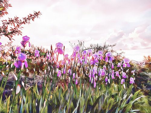 Coucher de soleil magique sur les Iris