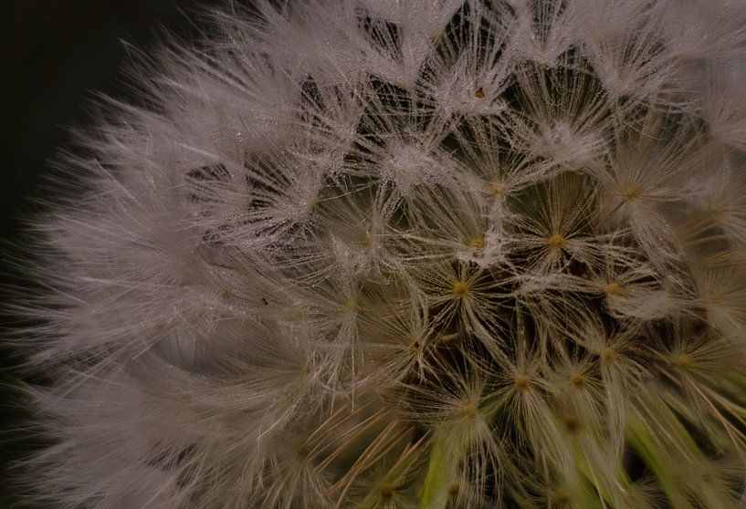 Dandelion by Joran Quinten