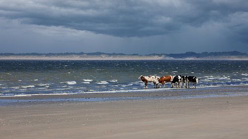 Koeien op het strand bij de Kwade Hoek bij Goedereede van Ton Van Zeijl