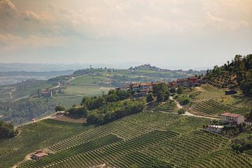 Heuvel met wijnranken, Piemont, Italie