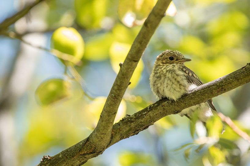 Young pied flycatcher by Steffie van der Putten