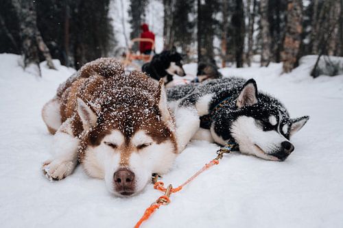 Husky-Schlittenhunde Schlafen Im Schnee