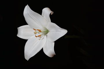 Lily by Maurice van Dalfsen