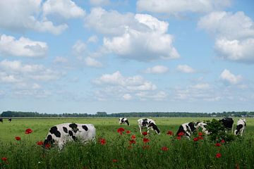 Sommerlandschaft mit Kühen auf der Wiese mit Mohnblumen und bewölktem Himmel von Jacqueline de Calonne Bol