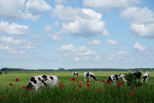 Summer landscape with cows in pasture with poppies and cloudy sky