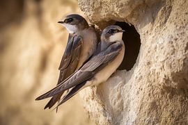 Sand martins at the nesting box (Riparia riparia)