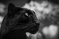 Black cat von RT Photography Miniaturansicht