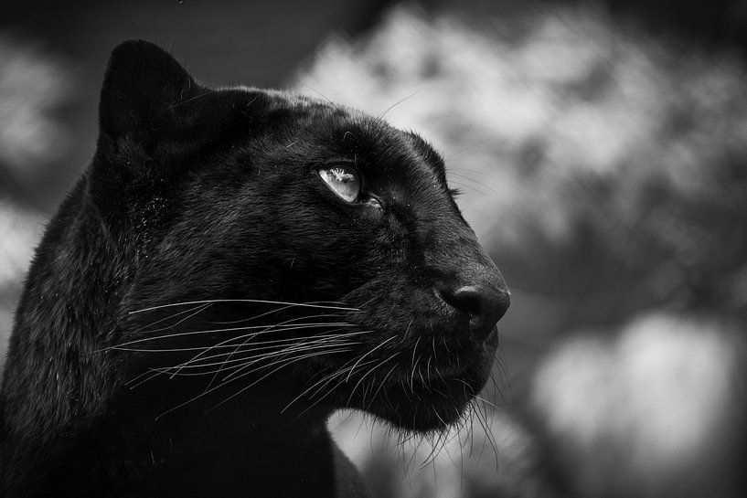 Black cat von RT Photography