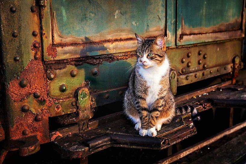 Cat by Rob Boon