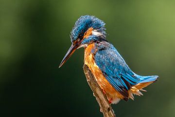 Kingfisher 3 by William Linders