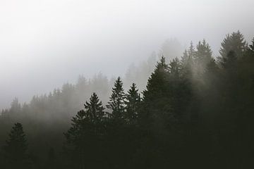 Nevelige bossen | bomen in de mist | Fotobehang van Laura Dijkslag