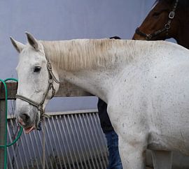 Preparation of the horse before the ride