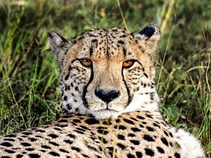 Cheetah in Namibië von Jan van Reij