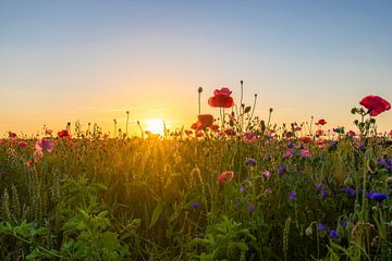 Wilde Bloemen van Johan Mooibroek