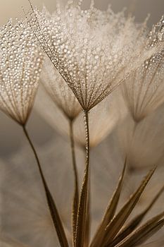 Natuurlijke rust: Schitteren in het licht