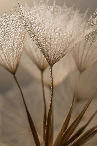 Natuurlijke rust: Schitteren in het licht