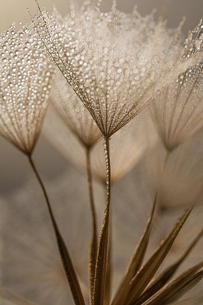 Natural calm: Shining in the light by Marjolijn van den Berg