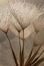 Natural calm: Shining in the light by Marjolijn van den Berg thumbnail