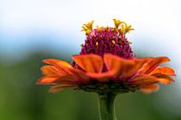 décoration de fleurs