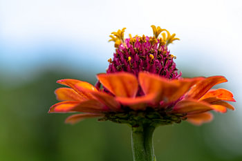bloemdecoratie