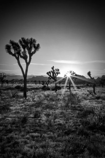 Joshua Tree Sonnenuntergang von Melanie Viola