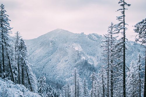 Winter Mountains in Snow
