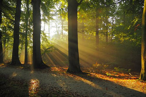 In the Frisian woods