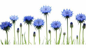 Nature morte florale de fleurs de bleuet en rangée sur Vlindertuin Art