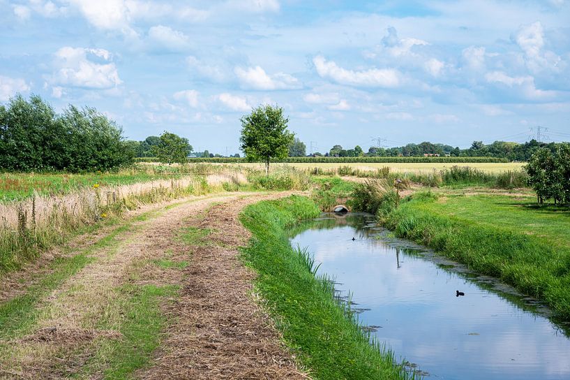 Rijkerswoerdse Plassen, ein natürliches Niedermoor von Werner Lerooy