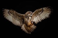 Landing Owl