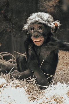 Lachende Bonobo aap van Esther van Engen