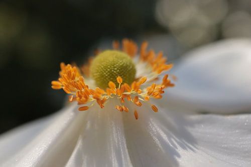 La mariée