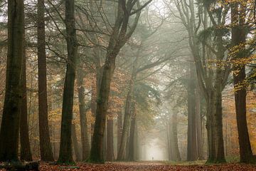 De wandelaar in de mist in het bos