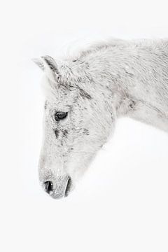 Cheval de profil en blanc serein avec reflet