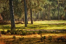 The high veluwe by Arnoud van der Meer