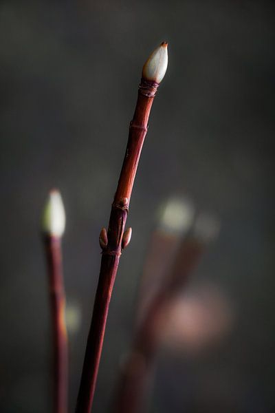 Nieuw leven in aantocht van Lily Ploeg