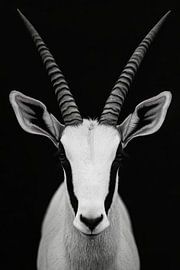 Gazelle von Poster Art Shop