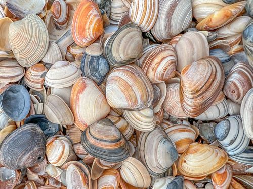 Schelpen op het strand.