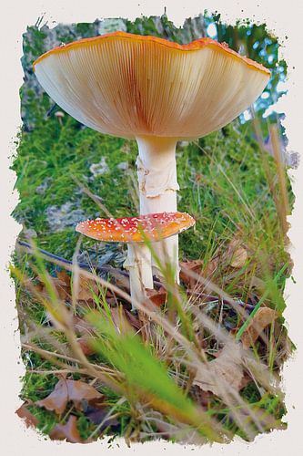 Fly agaric by Johan Zuijdam Digi Art