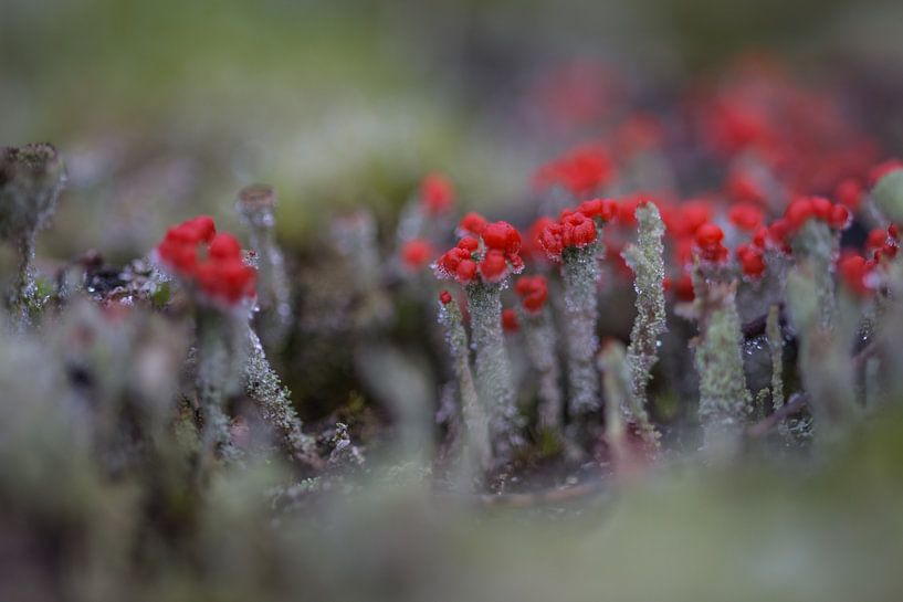 flora von Bart Liesenborgs