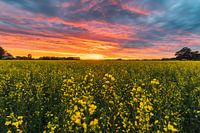Das Gelbe Feld
