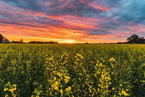 Het Gele Veld van WILBERT HEIJKOOP photography