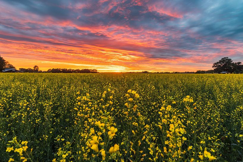 Das Gelbe Feld von WILBERT HEIJKOOP photography
