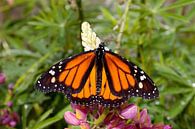 monarchvlinder op een bloem von W J Kok Miniaturansicht