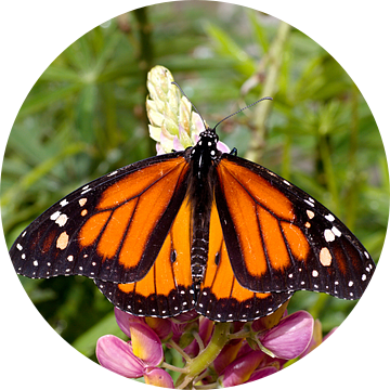 monarchvlinder op een bloem van W J Kok