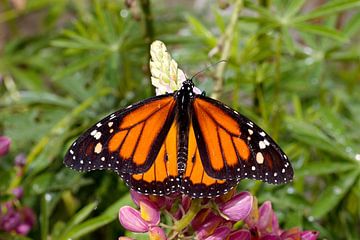 monarchvlinder op een bloem sur W J Kok