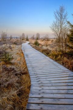 Wooden walking path in the High Fens