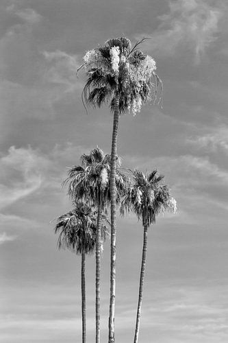 Lovely Palm Trees | monochrome