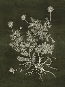 Chamomile - Green
